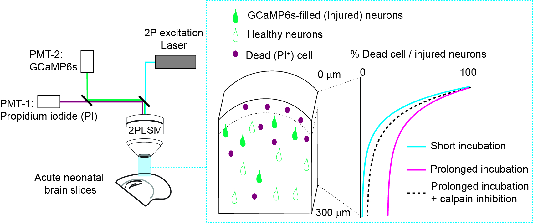 eNeuro Graphical abstract