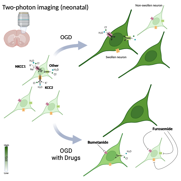 Role of CCC in neuronal swelling